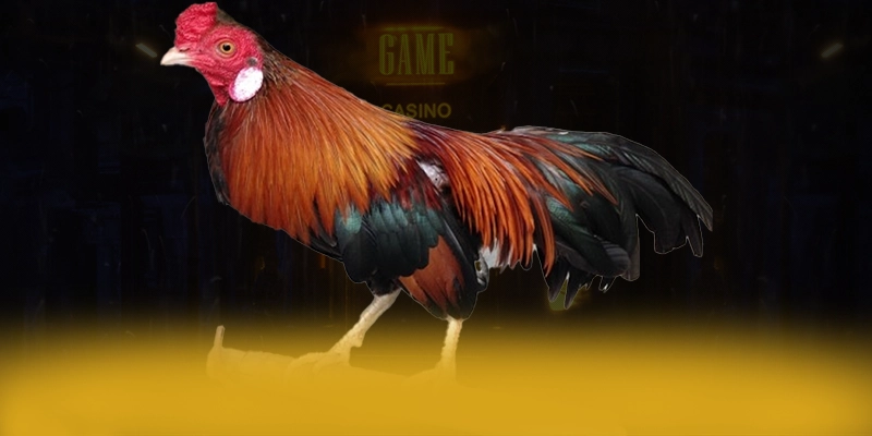 DAGA88 - Hệ thống trò chơi trực tuyến đang làm mưa làm gió trên thị trường – Khám phá thế giới giải trí tại DAGA88