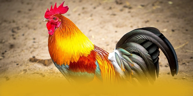 WIN79 - Khẳng định vị thế dưới góc nhìn chuyên môn.