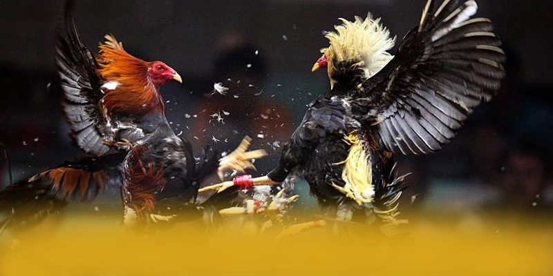 SUNWIN - Khẳng định vị thế với đầy đủ ưu điểm nổi bật.