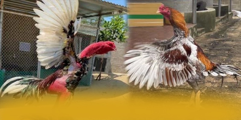 GEM88 - Sảnh game cung cấp hàng trăm tựa game đẳng cấp 2025 – Khám phá top GEM88