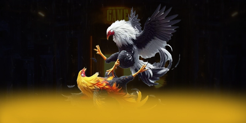 SUNWIN - Cổng cá cược tối ưu tại Việt Nam